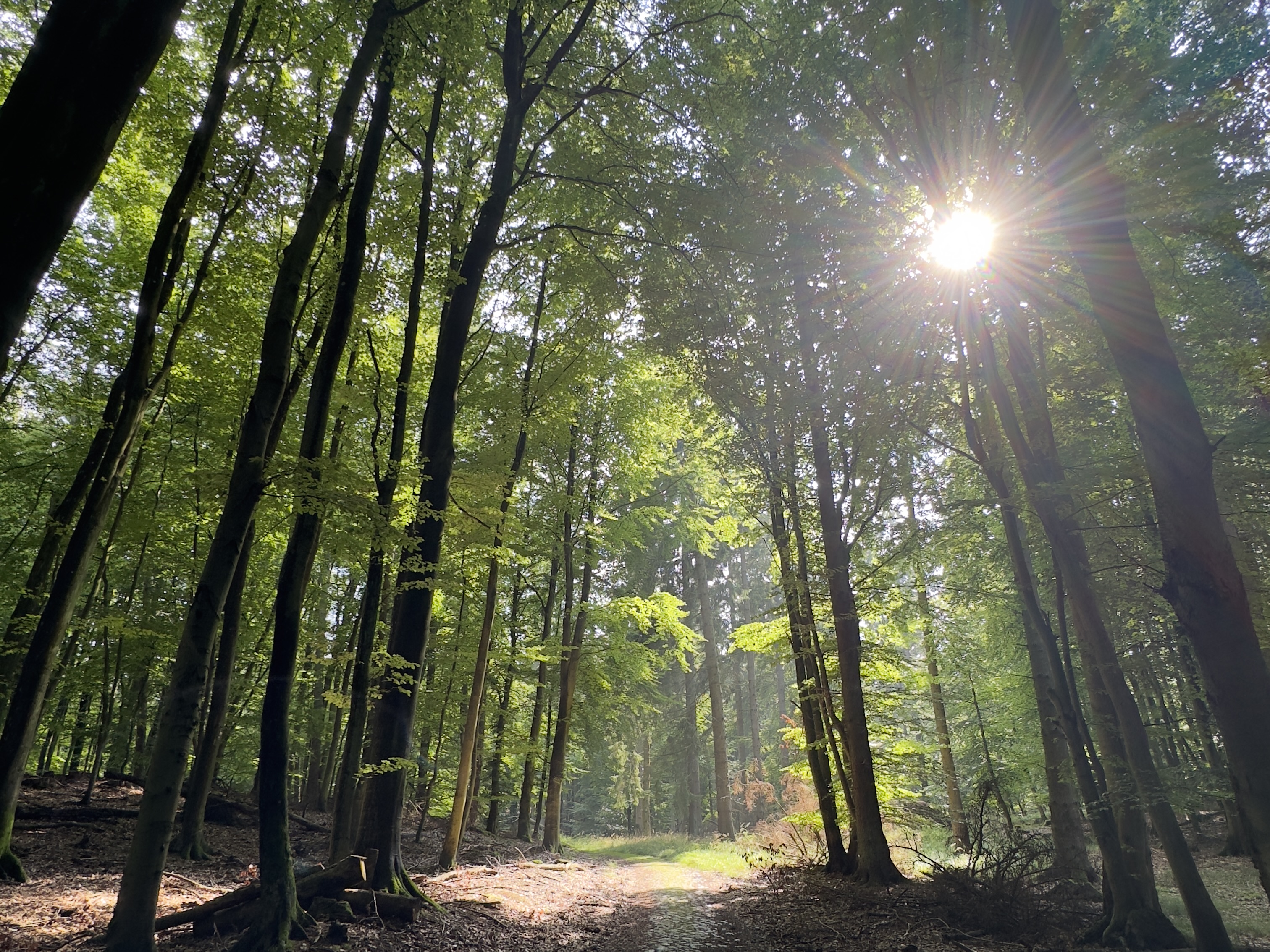 Sonnenwald Boeni