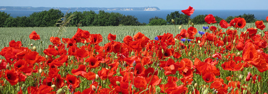 Klatschmohn vor Lohme