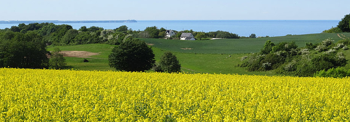 Natur auf Rügen