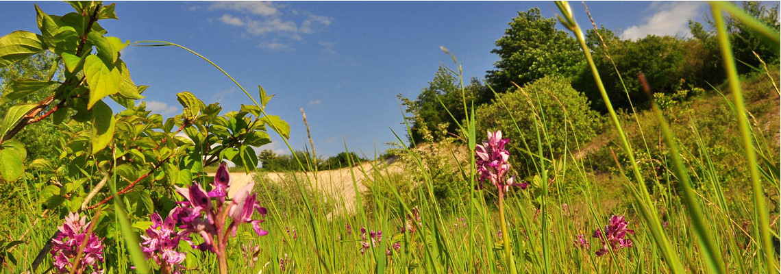 Orchideen im Nationalpark  Jasmund