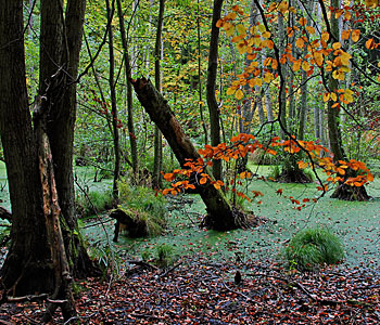 Nationalpark Jasmund